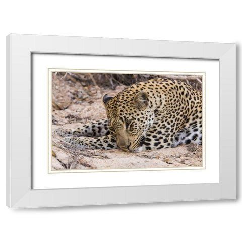 South Ngala Private Game Reserve Young leopard White Modern Wood Framed Art Print with Double Matting by Lord, Fred