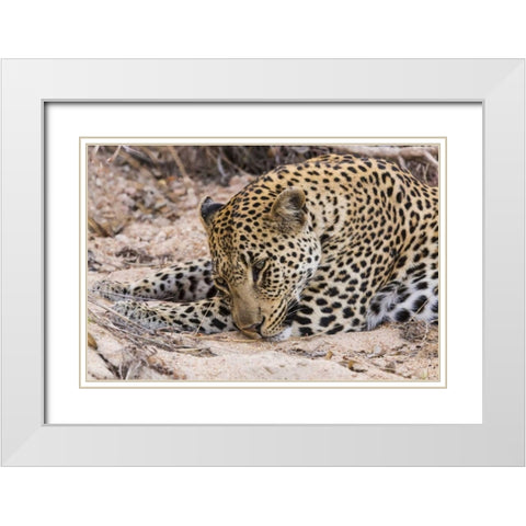 South Ngala Private Game Reserve Young leopard White Modern Wood Framed Art Print with Double Matting by Lord, Fred
