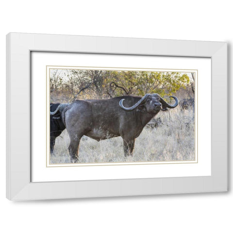 South Africa, Side view of Cape buffalo White Modern Wood Framed Art Print with Double Matting by Lord, Fred