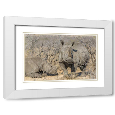 South Africa White rhinos in a barren landscape White Modern Wood Framed Art Print with Double Matting by Lord, Fred