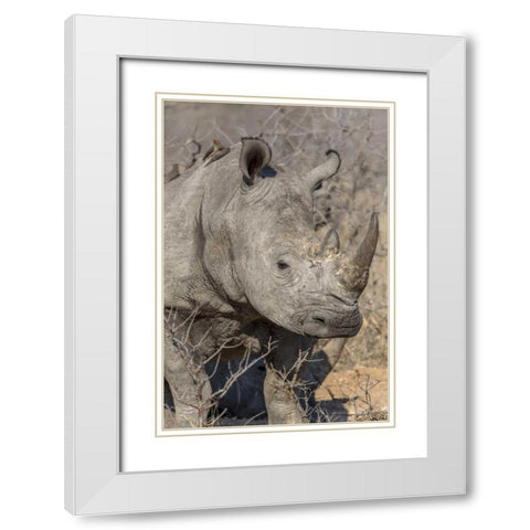 South Ngala Private Game Reserve White rhino White Modern Wood Framed Art Print with Double Matting by Lord, Fred