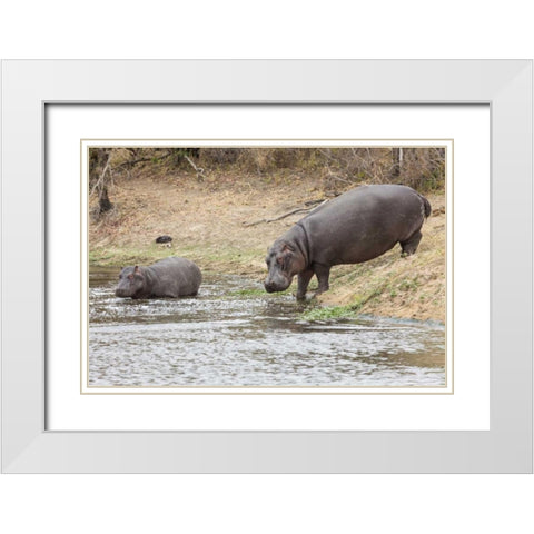 South Africa Adult and juvenile hippopotamus White Modern Wood Framed Art Print with Double Matting by Lord, Fred