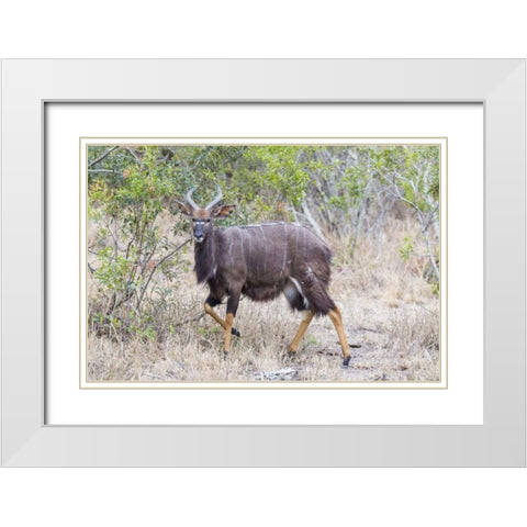 Africa, South Africa Greater kudu antelope White Modern Wood Framed Art Print with Double Matting by Lord, Fred