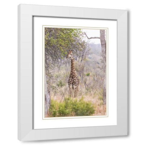 Africa, South Africa Giraffe stands under tree White Modern Wood Framed Art Print with Double Matting by Lord, Fred