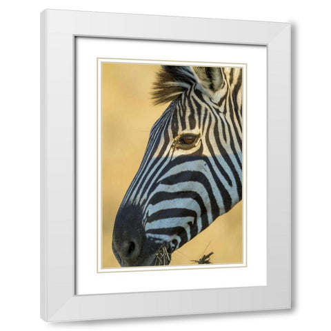 Africa, South Africa Profile of zebra White Modern Wood Framed Art Print with Double Matting by Lord, Fred