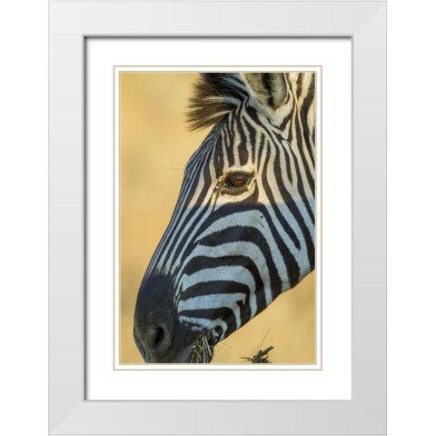 Africa, South Africa Profile of zebra White Modern Wood Framed Art Print with Double Matting by Lord, Fred
