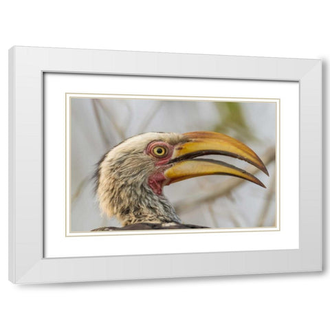South Africa Yellow-billed hornbill bird White Modern Wood Framed Art Print with Double Matting by Lord, Fred