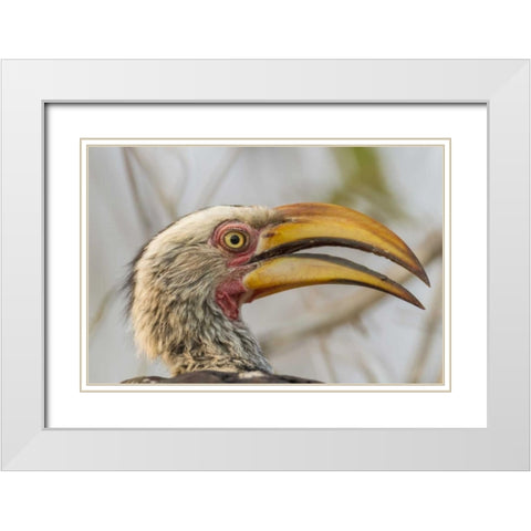 South Africa Yellow-billed hornbill bird White Modern Wood Framed Art Print with Double Matting by Lord, Fred