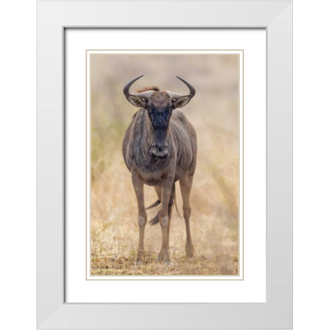 Africa, South Africa Frontal view of gnu White Modern Wood Framed Art Print with Double Matting by Lord, Fred