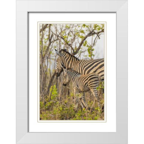 Africa, South Africa Mother and juvenile zebras White Modern Wood Framed Art Print with Double Matting by Lord, Fred