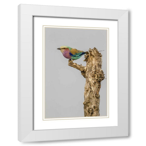 South Africa Lilac-breasted roller bird on stump White Modern Wood Framed Art Print with Double Matting by Lord, Fred