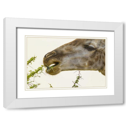 South Africa Giraffe feeding on acacia leaves White Modern Wood Framed Art Print with Double Matting by Lord, Fred