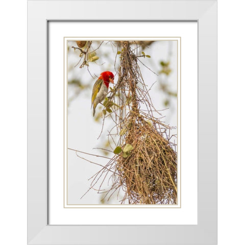 South Africa Male red-headed weaver on nest White Modern Wood Framed Art Print with Double Matting by Lord, Fred