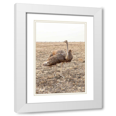 South Africa Female ostrich in mating display White Modern Wood Framed Art Print with Double Matting by Lord, Fred