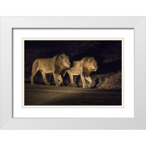 South Africa, Two male lions walking at night White Modern Wood Framed Art Print with Double Matting by Zuckerman, Jim