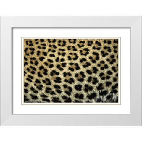 South Africa Close up of Leopard spots White Modern Wood Framed Art Print with Double Matting by Zuckerman, Jim
