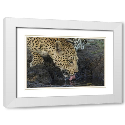 South Africa, Leopard drinking from a waterhole White Modern Wood Framed Art Print with Double Matting by Zuckerman, Jim