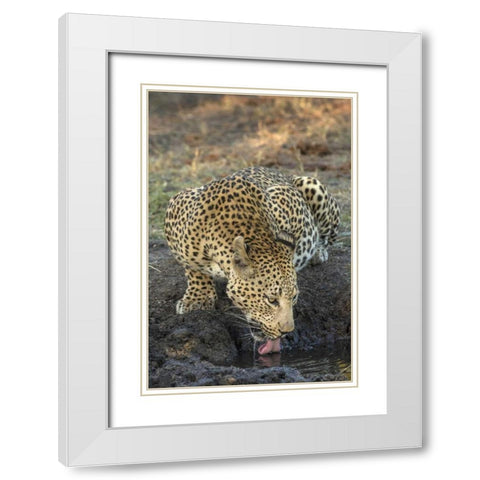 South Africa, Leopard drinking from a waterhole White Modern Wood Framed Art Print with Double Matting by Zuckerman, Jim