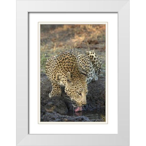 South Africa, Leopard drinking from a waterhole White Modern Wood Framed Art Print with Double Matting by Zuckerman, Jim