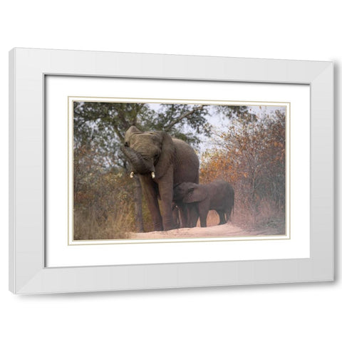South Africa, Nursing baby elephant White Modern Wood Framed Art Print with Double Matting by Zuckerman, Jim
