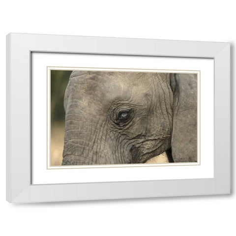 South Africa, Very rare blue-eyed elephant White Modern Wood Framed Art Print with Double Matting by Zuckerman, Jim