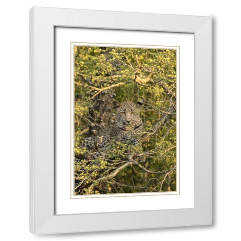 South Africa, Leopard cub hiding from hyenas White Modern Wood Framed Art Print with Double Matting by Zuckerman, Jim