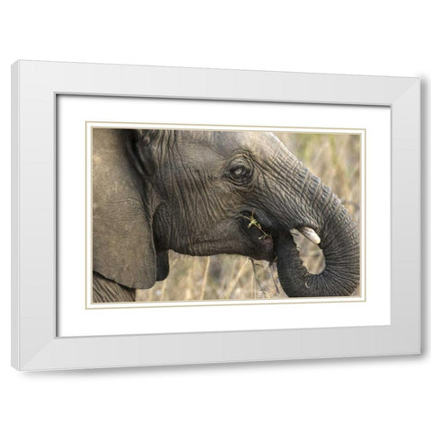 South Africa, Very rare blue-eyed elephant White Modern Wood Framed Art Print with Double Matting by Zuckerman, Jim