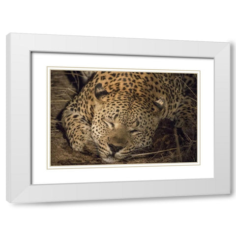 South Africa, Leopard sleeping at night White Modern Wood Framed Art Print with Double Matting by Zuckerman, Jim
