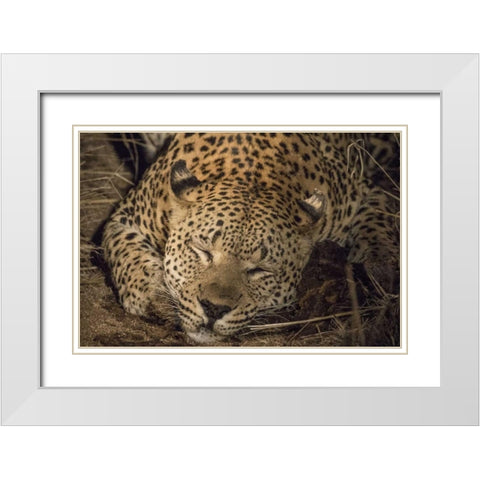 South Africa, Leopard sleeping at night White Modern Wood Framed Art Print with Double Matting by Zuckerman, Jim