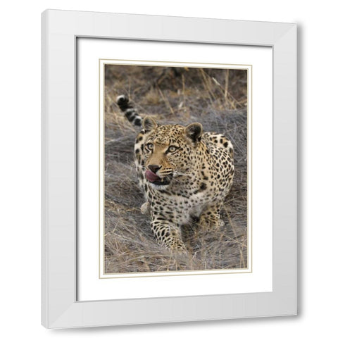 South Africa, Crouching leopard White Modern Wood Framed Art Print with Double Matting by Zuckerman, Jim
