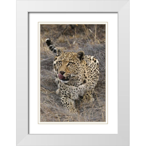 South Africa, Crouching leopard White Modern Wood Framed Art Print with Double Matting by Zuckerman, Jim