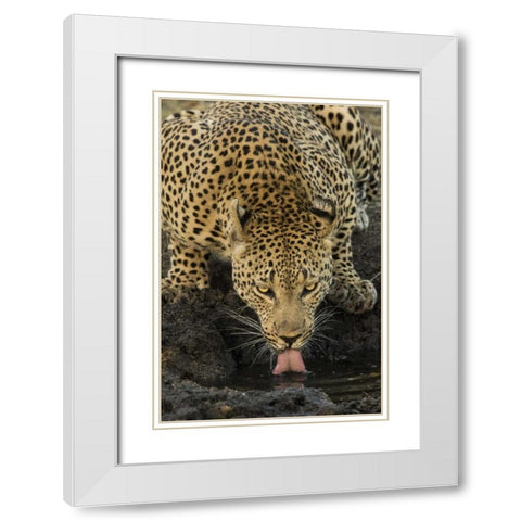 South Kruger NP Leopard drinking at waterhole White Modern Wood Framed Art Print with Double Matting by Zuckerman, Jim