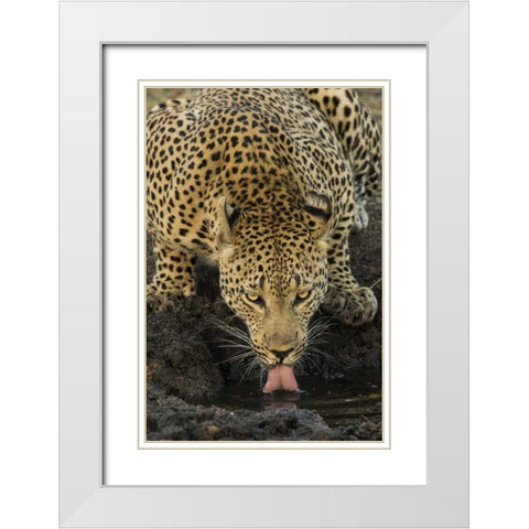 South Kruger NP Leopard drinking at waterhole White Modern Wood Framed Art Print with Double Matting by Zuckerman, Jim