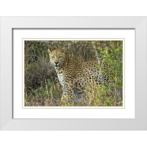 South Sabi Sabi Private Game Reserve White Modern Wood Framed Art Print with Double Matting by Zuckerman, Jim