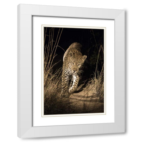 South Africa, Leopard walking trail at night White Modern Wood Framed Art Print with Double Matting by Zuckerman, Jim