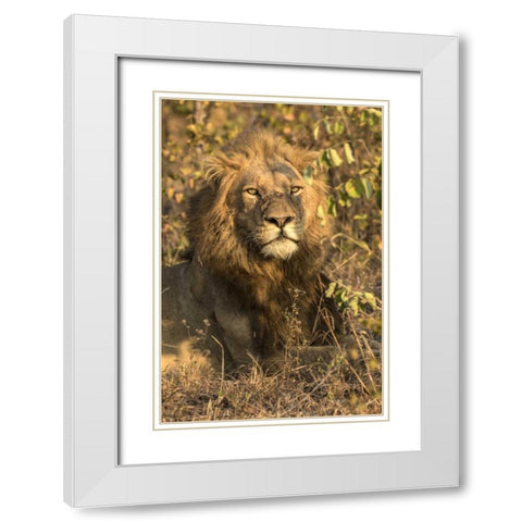 South Africa, Male lion resting White Modern Wood Framed Art Print with Double Matting by Zuckerman, Jim