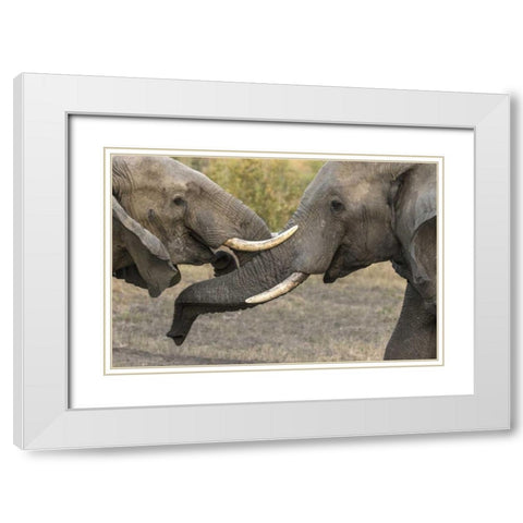 South Africa, Sparring elephants White Modern Wood Framed Art Print with Double Matting by Zuckerman, Jim
