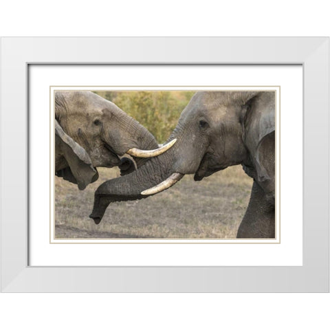 South Africa, Sparring elephants White Modern Wood Framed Art Print with Double Matting by Zuckerman, Jim
