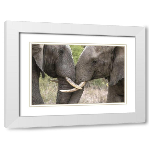 South Africa, Sparring elephants White Modern Wood Framed Art Print with Double Matting by Zuckerman, Jim