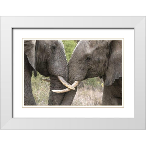 South Africa, Sparring elephants White Modern Wood Framed Art Print with Double Matting by Zuckerman, Jim