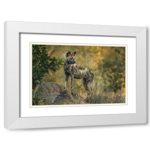 South Africa-Sabi Sabi Private Reserve Wild dog at sunrise White Modern Wood Framed Art Print with Double Matting by Jaynes Gallery