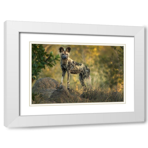 South Africa-Sabi Sabi Private Reserve Wild dog at sunrise White Modern Wood Framed Art Print with Double Matting by Jaynes Gallery