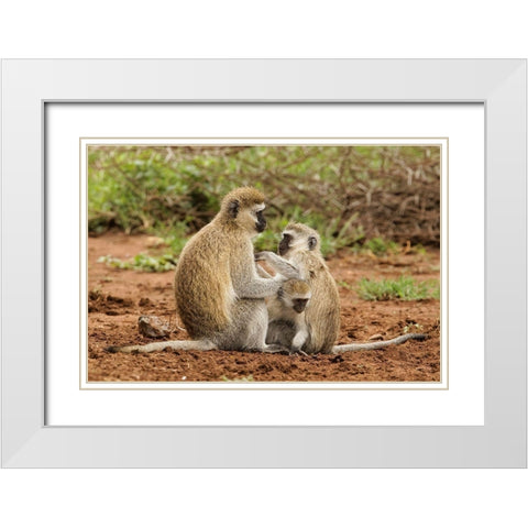 Black faced vervet monkey with babies-Chlorocebus pygerythrus-Serengeti National Park-Tanzania White Modern Wood Framed Art Print with Double Matting by Jones, Adam