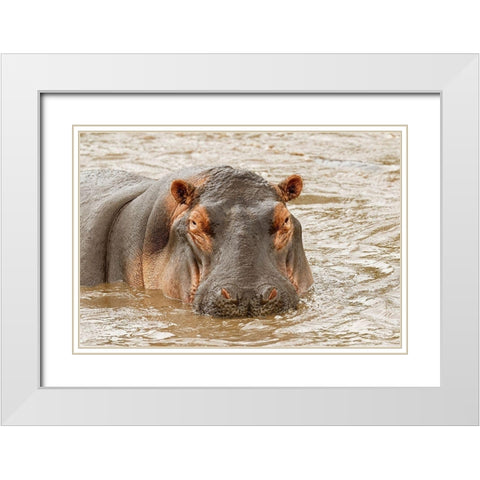 Hippopotamus-Hippopotamus amphibius-Serengeti National Park-Tanzania-Africa White Modern Wood Framed Art Print with Double Matting by Jones, Adam