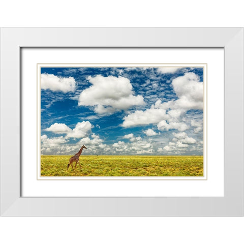 Masai Giraffe on open plains of Serengeti National Park-Tanzania-Africa-Giraffa White Modern Wood Framed Art Print with Double Matting by Jones, Adam