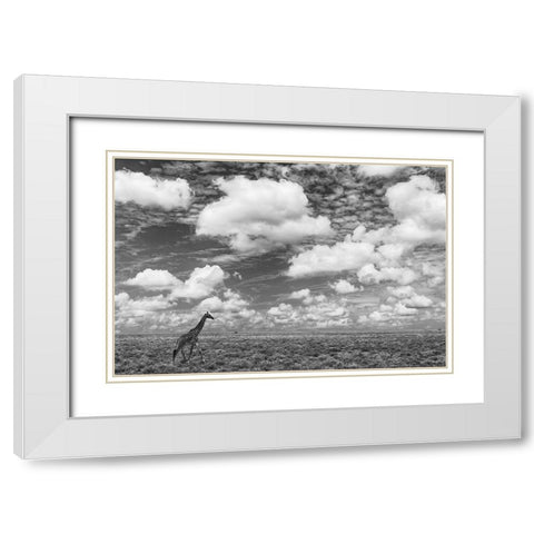Masai Giraffe on open plains of Serengeti National Park-Tanzania-Africa-Giraffa White Modern Wood Framed Art Print with Double Matting by Jones, Adam