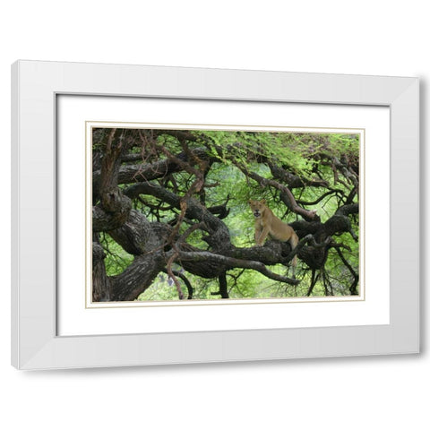 Tanzania African lioness rests on tree branch White Modern Wood Framed Art Print with Double Matting by Morris, Arthur