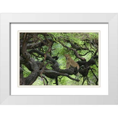 Tanzania African lioness rests on tree branch White Modern Wood Framed Art Print with Double Matting by Morris, Arthur