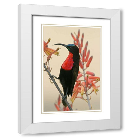 Tanzania, Ndutu Scarlet-breasted sunbird on limb White Modern Wood Framed Art Print with Double Matting by Morris, Arthur