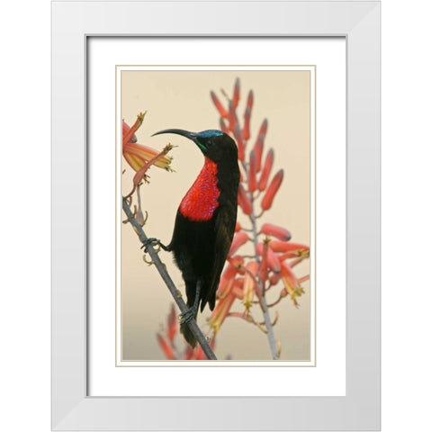 Tanzania, Ndutu Scarlet-breasted sunbird on limb White Modern Wood Framed Art Print with Double Matting by Morris, Arthur